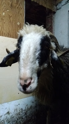 La Ferme du Brouquets à Bilhères