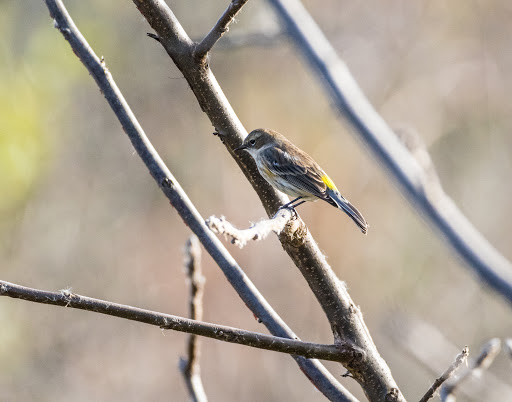 Nature Preserve «McDonald Woods Forest Preserve», reviews and photos, 19611 W Grass Lake Rd, Lake Villa, IL 60046, USA