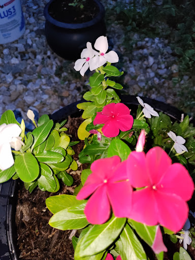 Florist «Rainbow Florist & Delectables Inc.», reviews and photos, 370 Main St, Laurel, MD 20707, USA