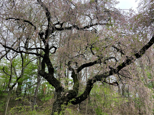 Roller Skating Rink «Branch Brook Park Roller Skating Center», reviews and photos, Clifton Ave, Newark, NJ 07104, USA