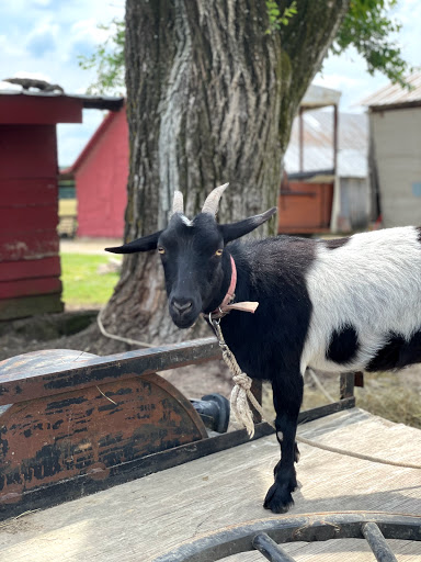 Tourist Attraction «Amish Heritage Farm», reviews and photos, 1016 Brewer Rd, Ethridge, TN 38456, USA