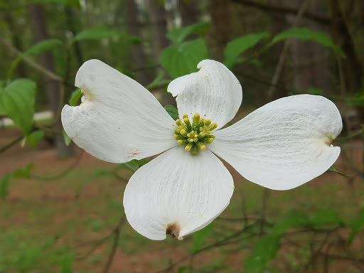 State Park «Natchez Trace State Park», reviews and photos, 24845 Natchez Trace Rd, Wildersville, TN 38388, USA