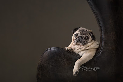 Brinston & Company | Best Dog and Pet Photographer in Halifax
