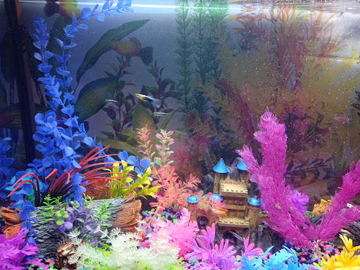 Pet Supply Store «Petco Animal Supplies», reviews and photos, 10055 Wellington Rd, Manassas, VA 20110, USA