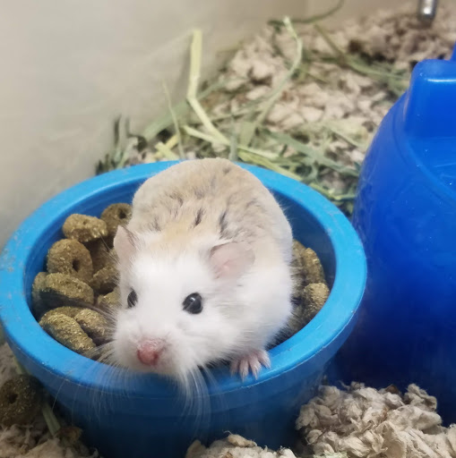 Pet Supply Store «Pet Supplies Plus», reviews and photos, 4500 Arroyo Vista, Livermore, CA 94551, USA