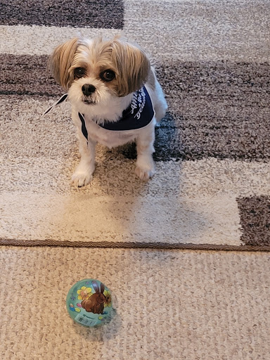 Pet Supply Store «Petco Animal Supplies», reviews and photos, 1111 S Main St #100, Bowling Green, OH 43402, USA