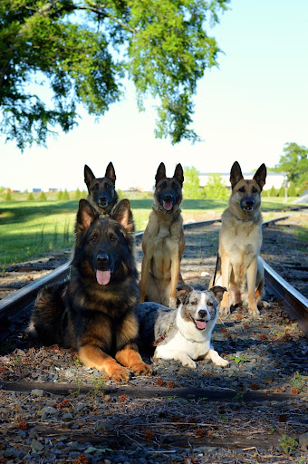 Cultured Canine Dog Training