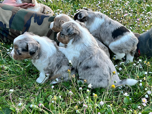 Pensioni per cani e dog hotel a Too Smart Kennel