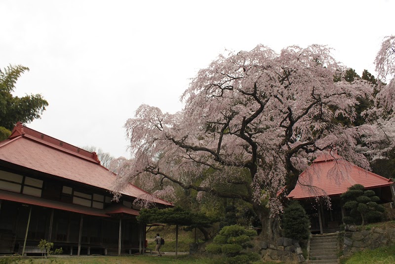 水月観音堂桜 常林寺の桜