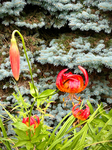Tourist Attraction «NatureScaping Wildlife Botanical Gardens», reviews and photos, 11000 NE 149th St, Brush Prairie, WA 98606, USA