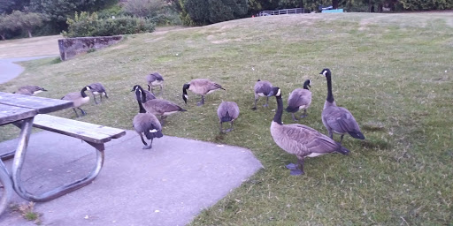 Park «Genesee Park and Playfield», reviews and photos, 4316 S Genesee St, Seattle, WA 98118, USA