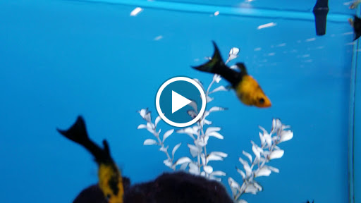 Pet Supply Store «Petco Animal Supplies», reviews and photos, 187 Stonebrook Pl, Jackson, TN 38305, USA