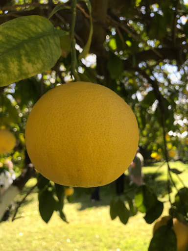 Produce Market «Orange Patch», reviews and photos, 2717 E Lehi Rd, Mesa, AZ 85213, USA