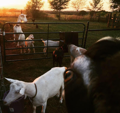 Paige Farms Dairy Goats
