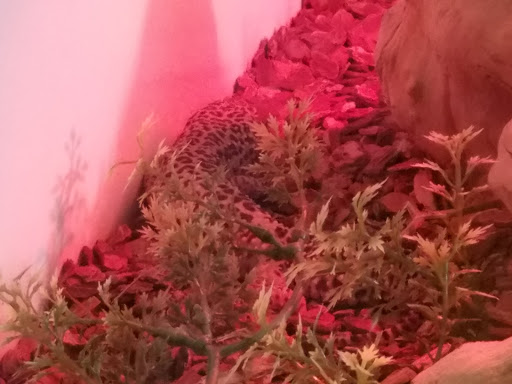 Zoo «Frank Buck Zoo», reviews and photos, 1000 W California St, Gainesville, TX 76240, USA