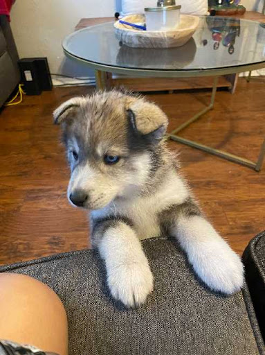 Acura Dealer «Goodson Acura of Dallas», reviews and photos, 4801 Lemmon Ave, Dallas, TX 75219, USA