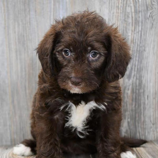 Pet Store «Pet Express», reviews and photos, 250 Granite St, Braintree, MA 02184, USA