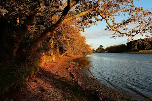 Ballyannan Woodlands Walk image