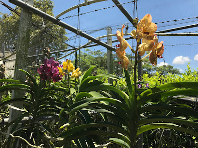 Vivero Orquideas Valencia