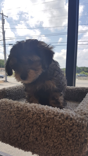 Pet Supply Store «Petco Animal Supplies», reviews and photos, 682 Broadway #1n, Saugus, MA 01906, USA