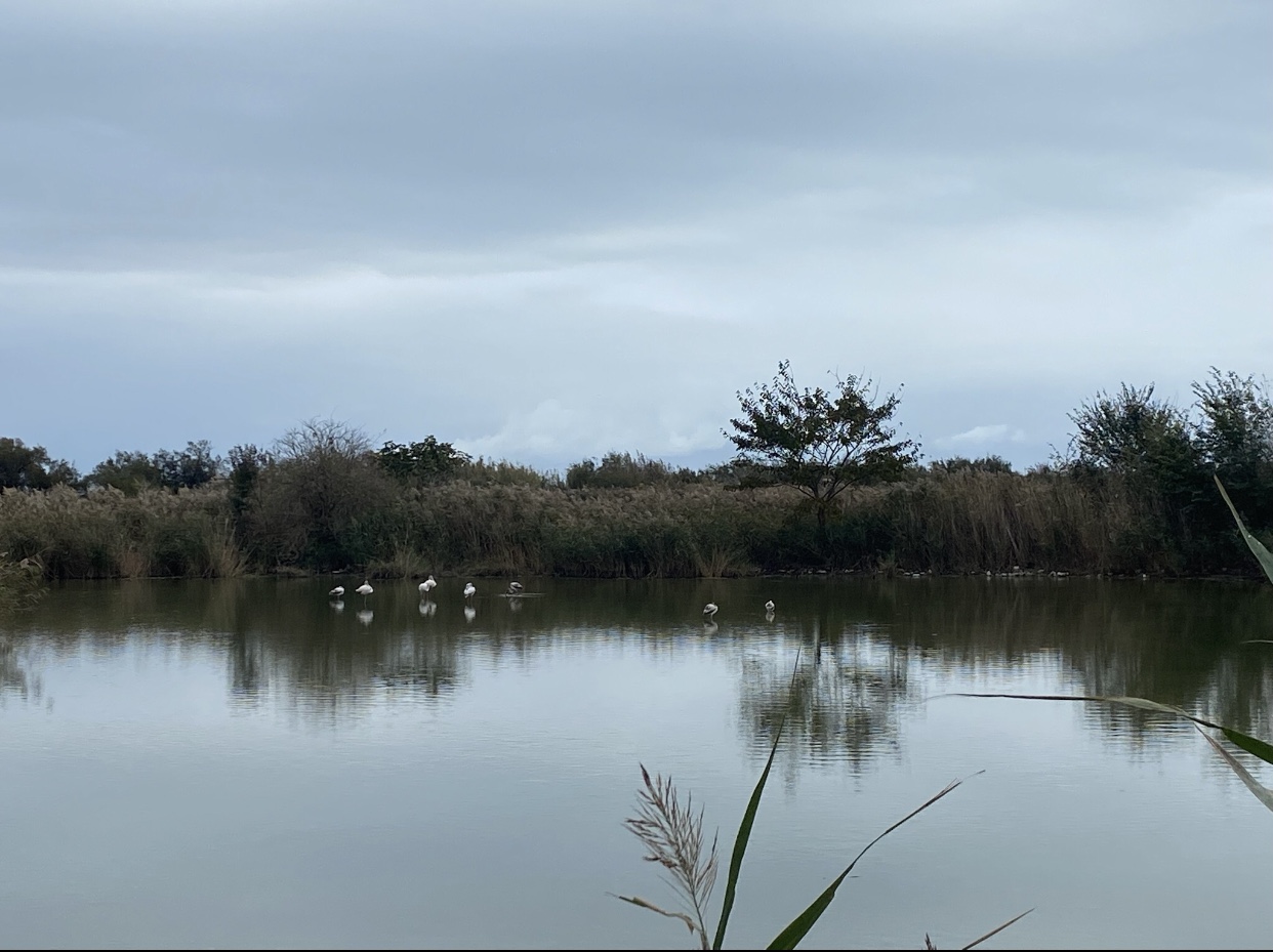 Photo n° 1 de l'avis de Dodo.e fait le 05/11/2023 à 21:29