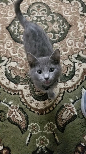 Lodging «PetSmart North Ogden», reviews and photos, 175 W 12th St, Ogden, UT 84404, USA