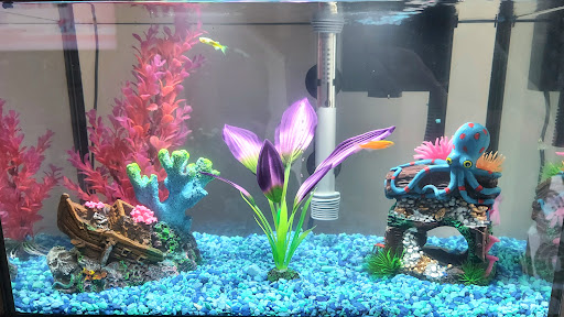 Tropical Fish Store «Aquatic Treasures/Bruces Pond Shop», reviews and photos, 20708 Gudith Rd, Brownstown Charter Twp, MI 48183, USA