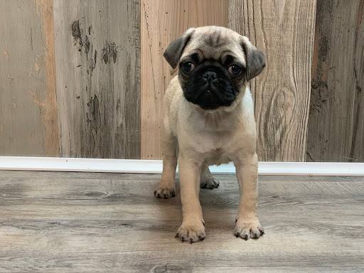 Dog Breeder «Playful Pets», reviews and photos, 115 Ridge Pike, Conshohocken, PA 19428, USA