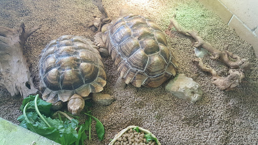 Pet Store «Tye-Dyed Iguana - Reptiles», reviews and photos, 1905 W U.S. 50, Fairview Heights, IL 62208, USA