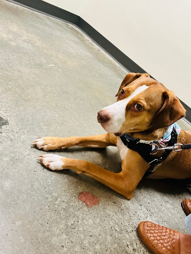 Vetco Total Care Animal Hospital image