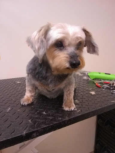 Pet Supply Store «EarthWise Pet Supply - Richardson», reviews and photos, 1310 W Campbell Rd #128, Richardson, TX 75080, USA