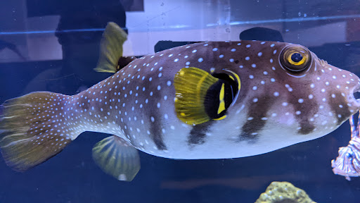 Aquarium «SeaQuest Interactive Aquarium Las Vegas», reviews and photos, 3528 S Maryland Pkwy #340, Las Vegas, NV 89169, USA