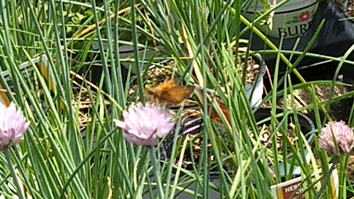 Landscaper «Garden Greenhouse & Nursery», reviews and photos, 1919 U.S. 9, Cape May Court House, NJ 08210, USA