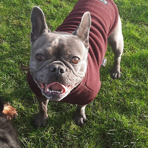 Reviews of Karen Pet Buddies Ltd - Dog Walking and Pet Sitters in Edinburgh - Dog trainer