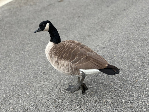 Cemetery «Forest Lawn Memorial Park», reviews and photos, 1712 S Glendale Ave, Glendale, CA 91205, USA