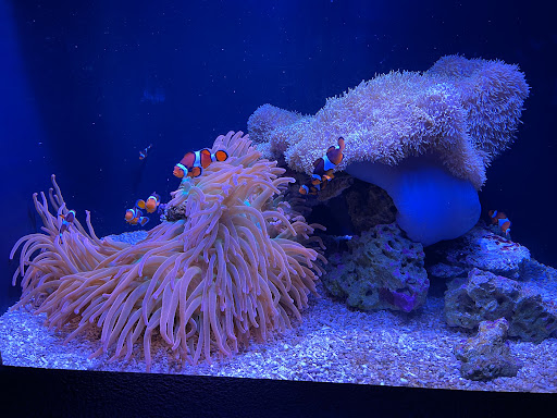 Pet Store «Sea King Aquariums», reviews and photos, 12005 NE 12th St #29, Bellevue, WA 98005, USA