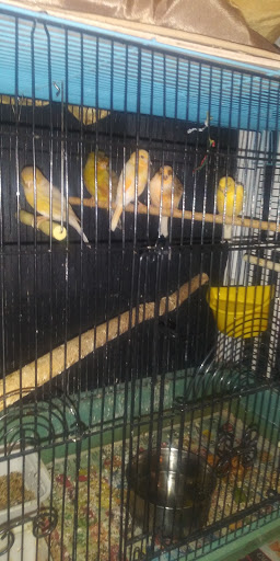 Pet Store «J & J Pet Shop», reviews and photos, 715 E Tremont Ave # 1, Bronx, NY 10457, USA