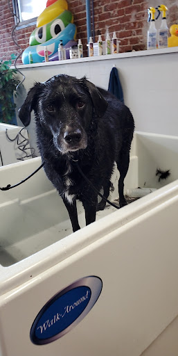 Pet Groomer «That Dog Wash», reviews and photos, 1401 Jackson St, Omaha, NE 68102, USA