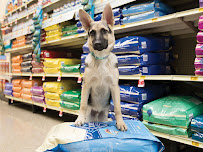 PetSmart - Photo 4 - Car repair in Monroe, LA, Monroe
