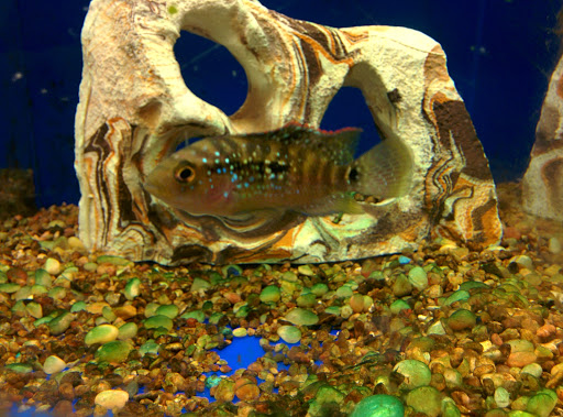 Pet Supply Store «PetSmart», reviews and photos, 100 108th Ave NE, Bellevue, WA 98004, USA