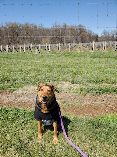 Winery «Sugarloaf Mountain Vineyard», reviews and photos, 18125 Comus Rd, Dickerson, MD 20842, USA