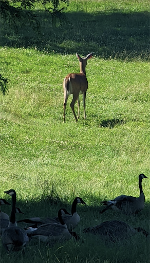 Golf Course «Springfield Oaks Golf Course», reviews and photos, 12450 Andersonville Rd, Davisburg, MI 48350, USA