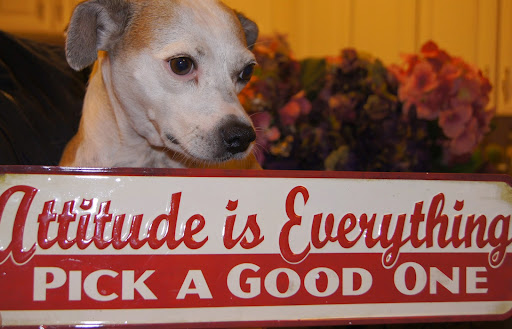 Pet Boarding Service «About Pets Center», reviews and photos, 1604 Conehurst Blvd, Salem, VA 24153, USA