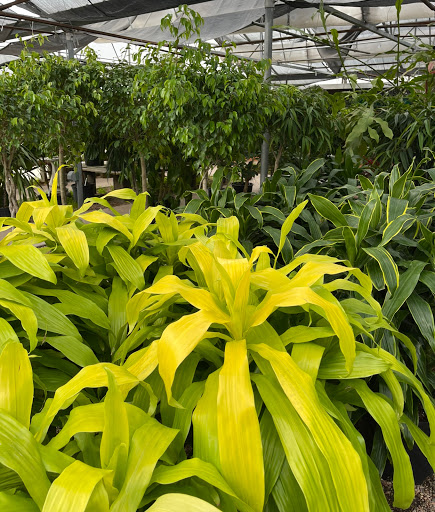 Florist «Platte Floral», reviews and photos, 1417 E Platte Ave, Colorado Springs, CO 80909, USA