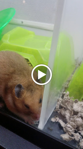 Pet Supply Store «Petco Animal Supplies», reviews and photos, 990 Brook Forest Ave, Shorewood, IL 60431, USA