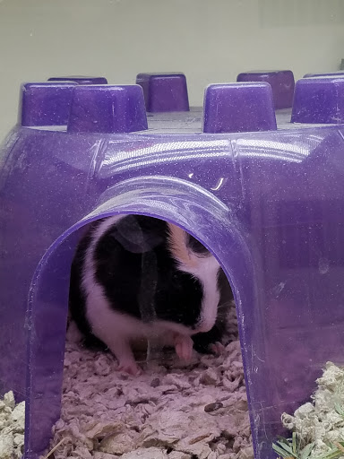 Pet Supply Store «Pet Supplies Plus», reviews and photos, 2928 Hardrock Rd, Fitchburg, WI 53719, USA