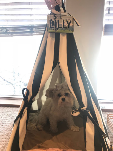 Pet Store «Puppy Boutique Store», reviews and photos, 4001 N Federal Hwy, Fort Lauderdale, FL 33308, USA