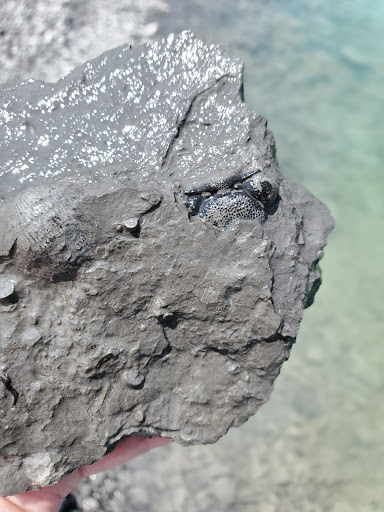 Nature Preserve «Penn Dixie Fossil Park & Nature Reserve», reviews and photos, 4050 North St, Blasdell, NY 14219, USA