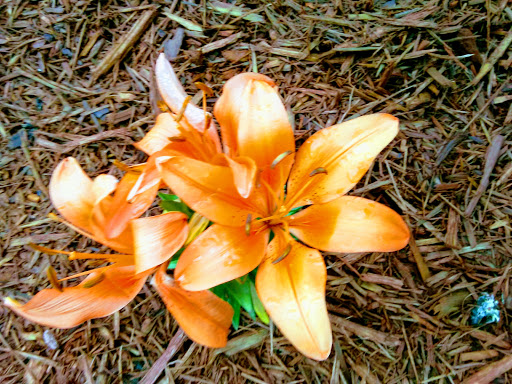 Golf Course «Babe Zaharias Golf Course», reviews and photos, 11412 Forest Hills Dr, Tampa, FL 33612, USA