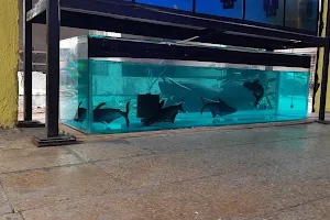 Mahi Aquarium and Pet Shop image